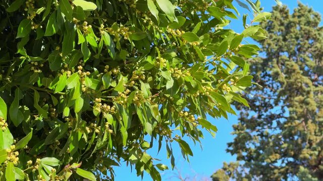 Green laurel tree branch with small blooming bud against blue sky and cypress in park, mediterranean evergreen flora, springtime botanical nature concept.