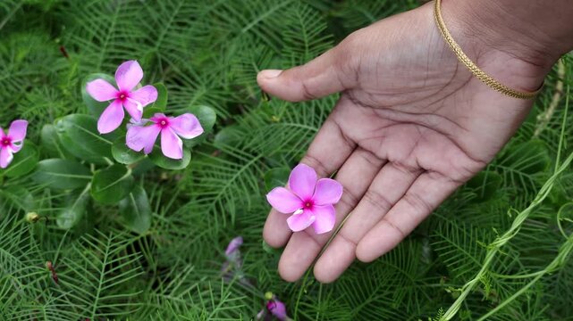 Close-up shot of a female hand gently touching a pink periwinkle flower in a garden during daytime. Soft gold bangle adds a traditional touch to the green nature scene.