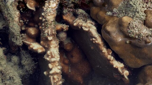 Brown Coral Colonies Growing in Shallow Tropical Waters