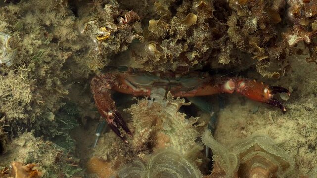 Shore Crab Feeding While Hidden Among Marine Algae