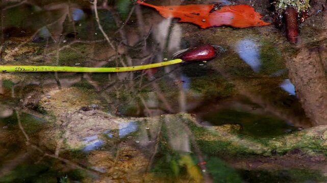 Young Red Mangrove Seedling Resting in Tidal Pool