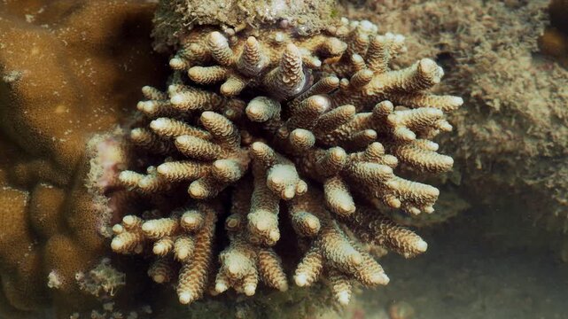 Detailed Macro View of Healthy Acropora Coral Branches