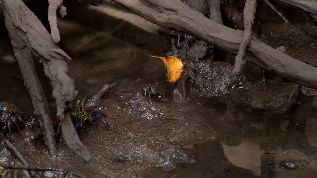 Multiple Mangrove Crabs Exploring Mud Between Tree Roots