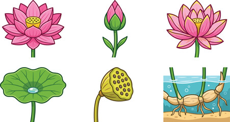 Pink lotus flower botanical vector illustration set featuring full bloom blossom closed bud green leaf pad seed pod and underwater rhizome roots © MdMahfizur