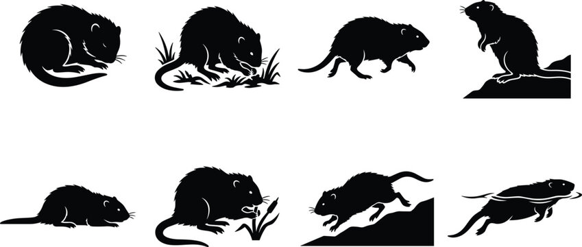 Rat Silhouette Collection Featuring Running Standing Feeding and Jumping Rodent Vector Set
