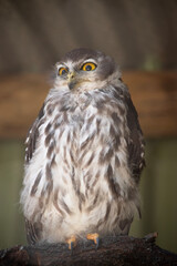 Obraz premium the barking owl is perched on a branch