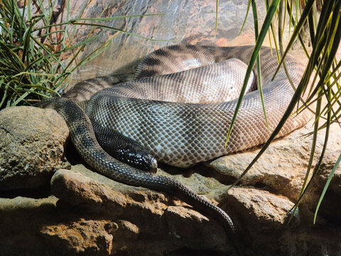 the black headed python is curled up in the sun