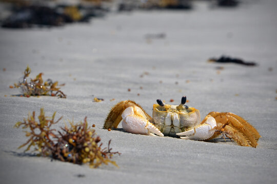 A ghost crab rests on the damp sandy beach, with golden seaweed scattered along the shoreline on St Augustine Beach in Florida