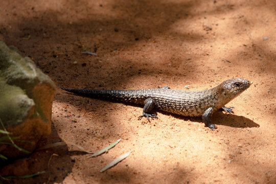the blue tongue lizard is walking on the sand