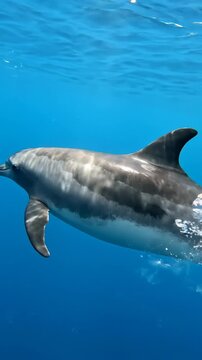 dolphin swimming in blue ocean water.