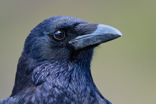ハシボソガラス(Carrion Crow)の顔アップ