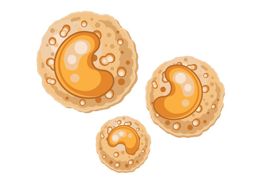 Monocyte White Blood Cell Illustration