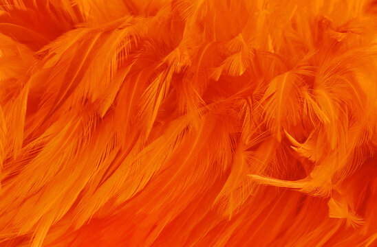 Beautiful orange color bird feathers pattern texture background.