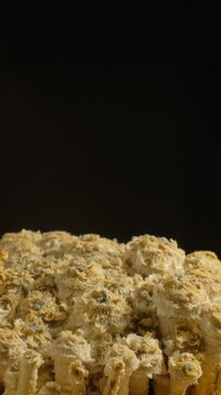 Close-up time-lapse of mushroom gills opening and cap development, biology concept.