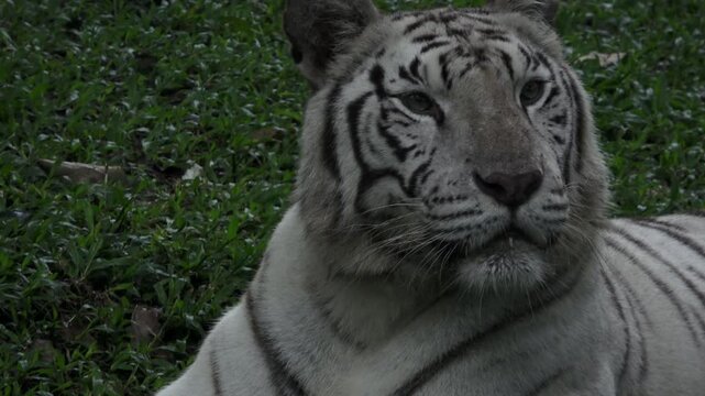 The white tiger is sitting quietly, his face looks innocent but a bit scary
