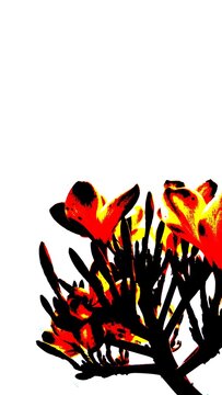 Abstark Posterize the frangipani flower using red, yellow, and black colors.