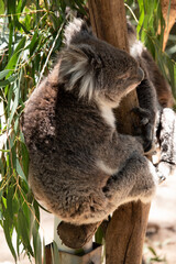 Obraz premium two koalas passing each other on a tree