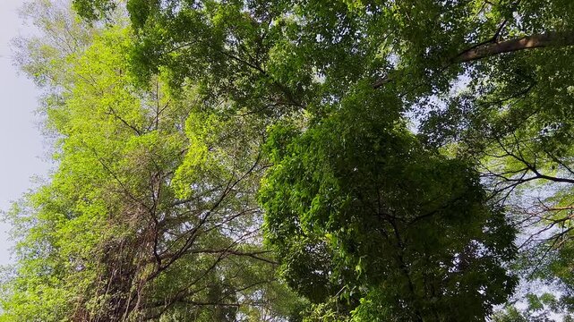 Dense canopy of green leaves overhead. Sunlight filters through thick branches and foliage.