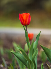 Naklejka premium Colorful red tulips blossom in spring garden