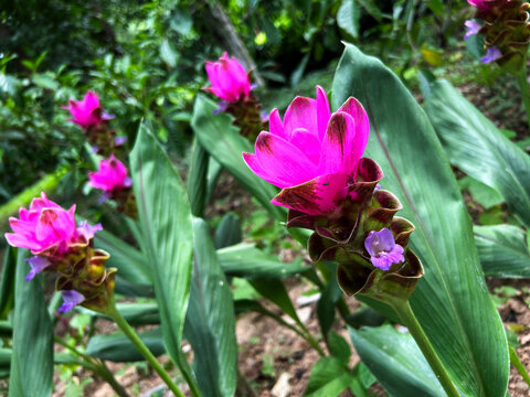 Curcuma sessilis (known in Thai as Krachiao, Krachiao Daeng, Ao Daeng, or Wan Maha Mek)
