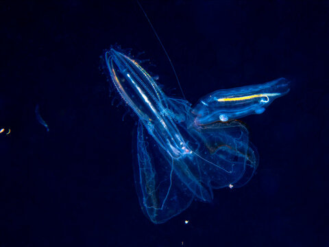 Delicate ctenophore and salp drifting together during blackwater dive in Anilao Philippines