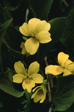 Alpine Yellow-Violet (Viola Biflora)