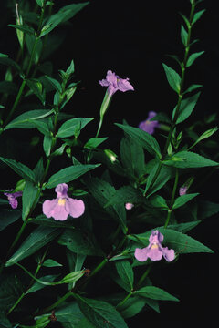 Allegheny Monkeyflower (Mimulus Ringens)