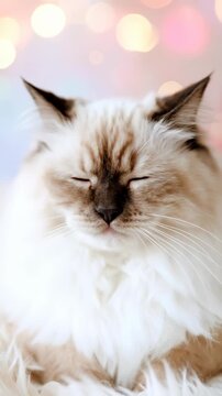 Beautiful Ragdoll Cat with Striking Blue Eyes and Fluffy Fur.