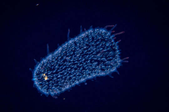 Bioluminescent Pyrosome Drifting in Deep Blackwater at Night