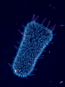 Bioluminescent Pyrosome Colony Floating in Open Ocean at Night
