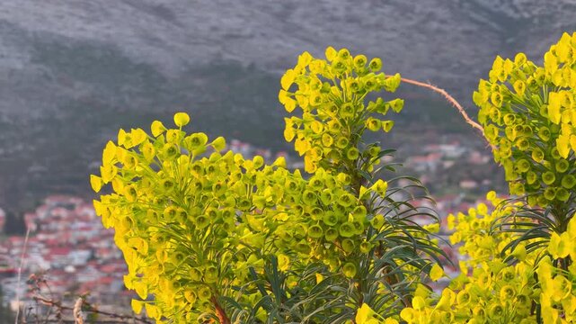 Yellow euphorbia spurge blooming on hillside above mediterranean mountain town with red roofs, wild springtime flora, scenic overlook nature concept.
