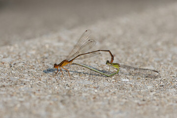 Mating Damselfly Pair © Christine Donnelly