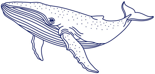 A line sketch of a large and majestic humpback whale, a marine mammal © SasubuArt