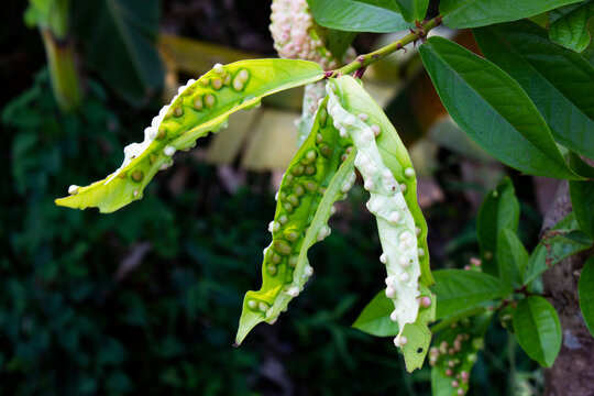 mango leaves affected by leaf galls