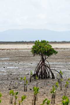 Young mangrove tree with stilt roots on mudflat at low tide