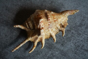 This is a sea snail shell from the genus Lambis, commonly known as the Spider Conch. © KELFIN