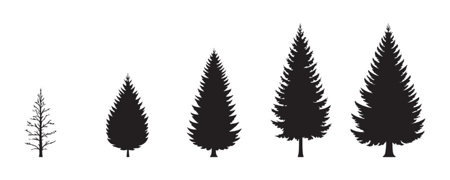 Silhouette set of conifer trees showing growth stages from young sapling to mature evergreen forest plant.