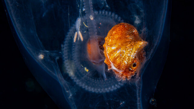 Close up of copepod drifting in open ocean during blackwater dive in Anilao Philippines