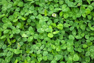 Naklejka premium Green clover field with small white flowers.