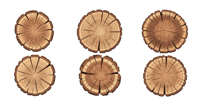 Set of wood logs. cross section of tree trunk. vector illustration on transparent background.