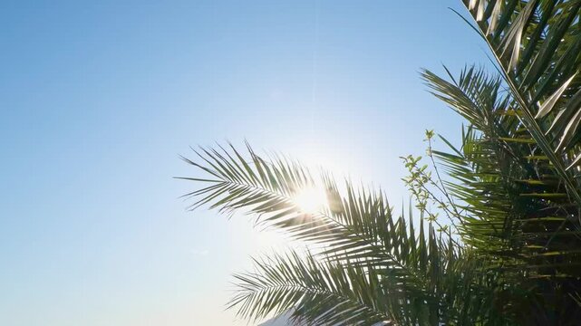 Sunlight filters through green palm leaves against a clear blue sky. The scene captures a tropical atmosphere, evoking relaxation and warmth.