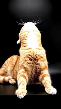 Orange Tabby Cat Yawning and Stretching in Studio Portrait.