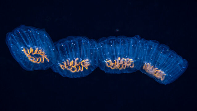 Translucent Salp Colony Drifting in Deep Blackwater at Night