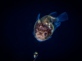 Stargazer Fish Floating in the Dark Waters of Anilao During Blackwater Dive © Leon Burda