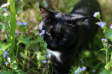 Fototapeta premium A black cat hiding in green bushes.
