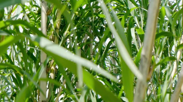 Dense bamboo thickets with tall green stalks and lush leaves. Natural sunlight filters through the foliage, creating a serene atmosphere.