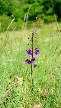 A purple Verbascum phoeniceum L. flower sways gently in the wind, surrounded by green grass and a natural landscape in the background.