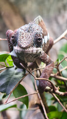 Close-up portrait of a panther chameleon (Furcifer pardalis) on a tree branch © Jana