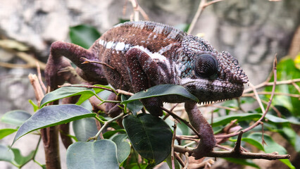 Close-up portrait of a panther chameleon (Furcifer pardalis) on a tree branch © Jana