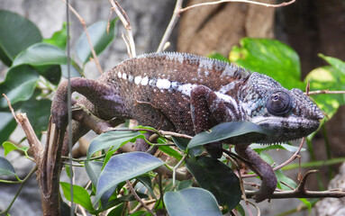 Close-up portrait of a panther chameleon (Furcifer pardalis) on a tree branch © Jana